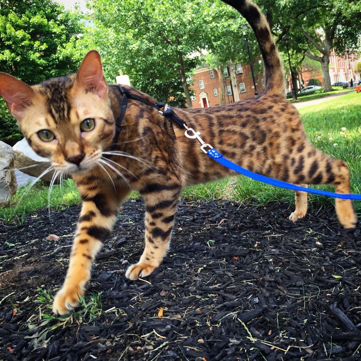 10 Reasons You Should Get a Bengal Cat The Odyssey Online