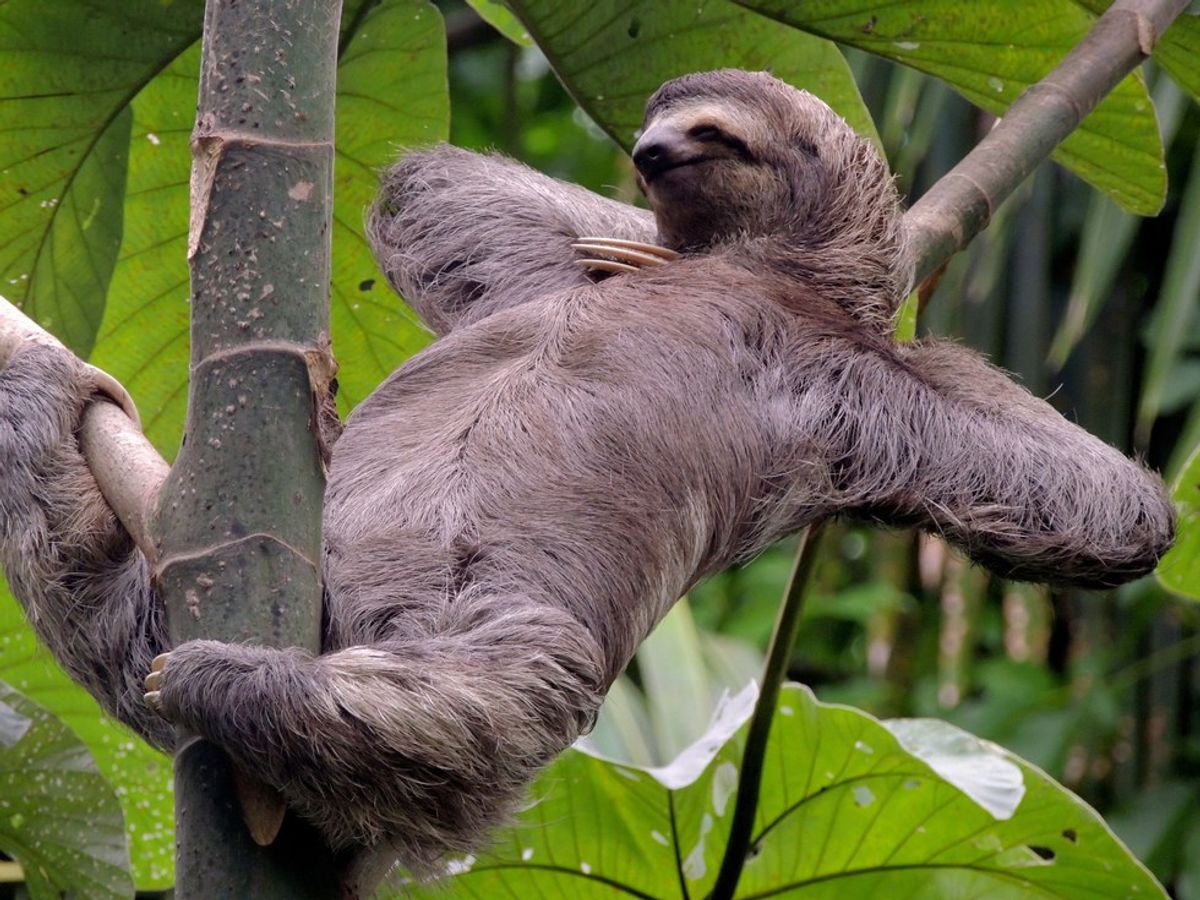 Making It Through The Week, As Told By Sloths