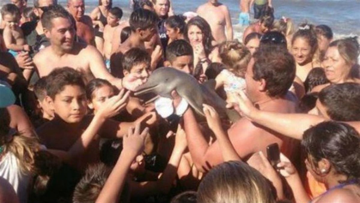 Beachgoers Remove Baby Dolphin From Ocean And Pass Around To Take Selfies