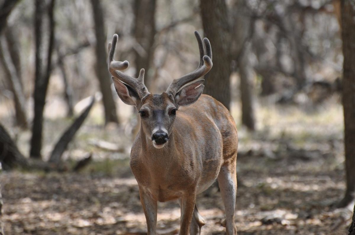 The 8 Famous Deer of Berry College