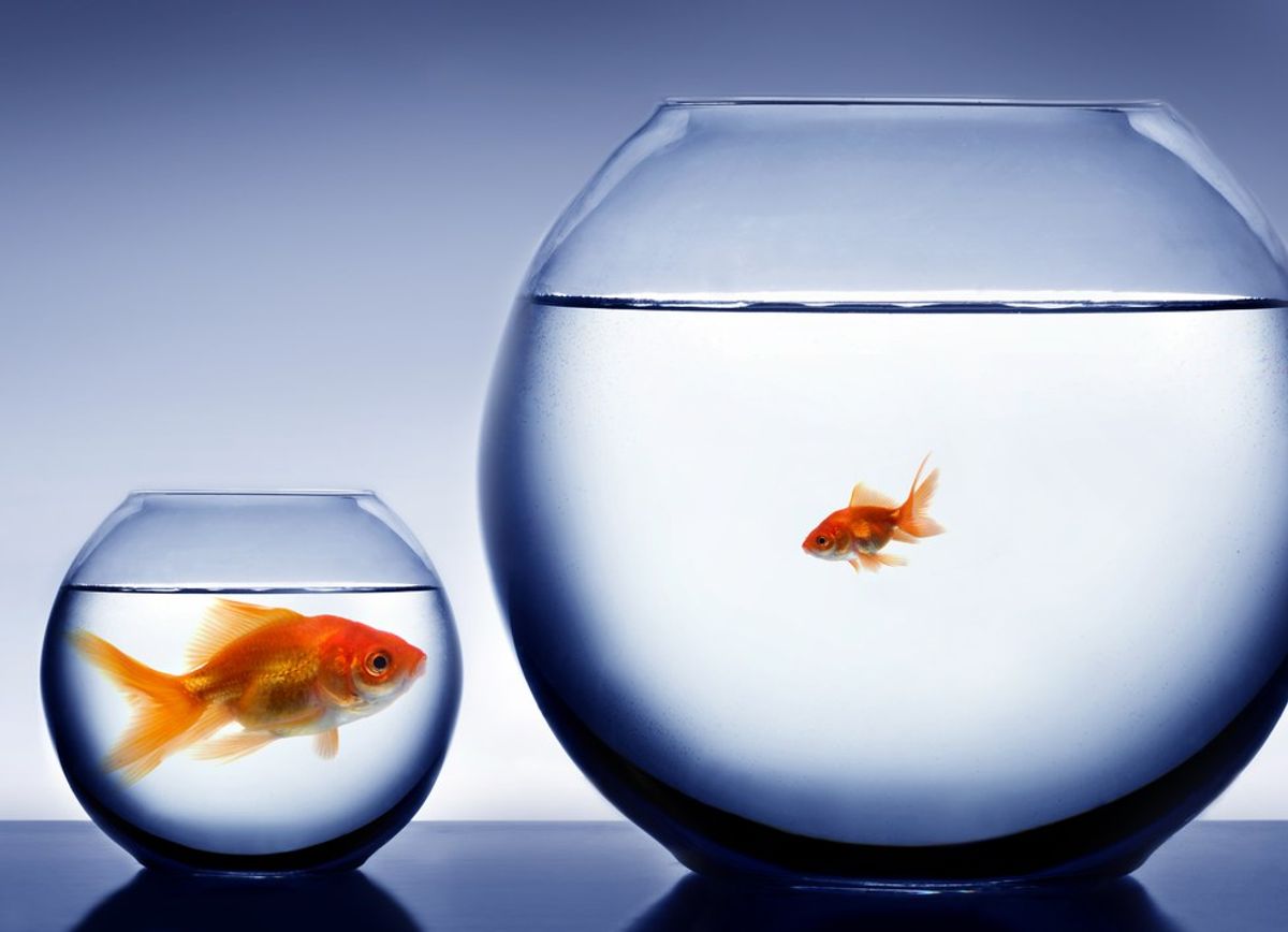​Why It’s Important To Be A Small Fish In A Big Pond