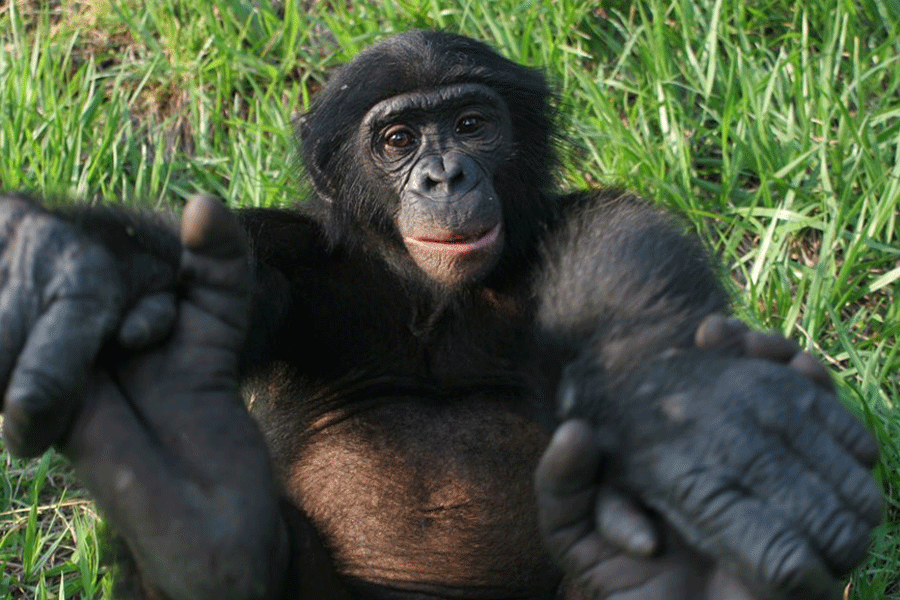 bonobo