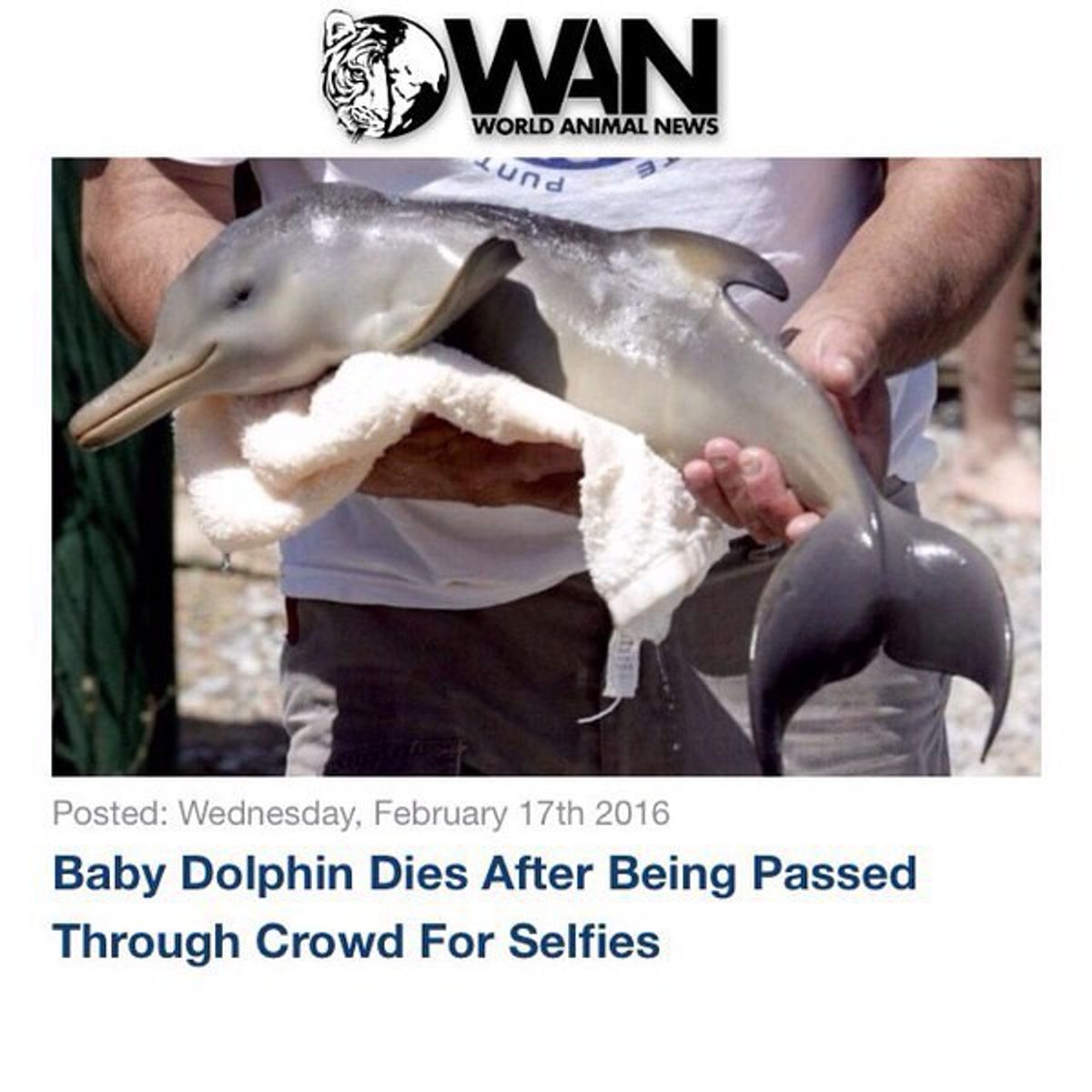 Rare Dolphin Killed By Selfies