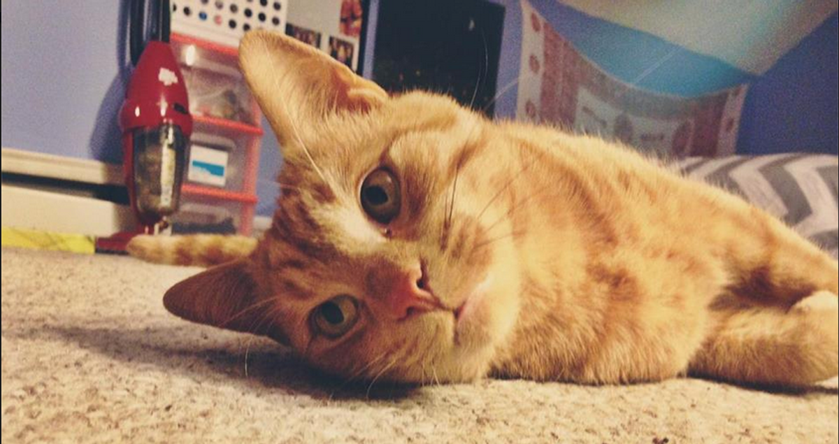 11 Reasons Your Cat is Better than Your Boyfriend