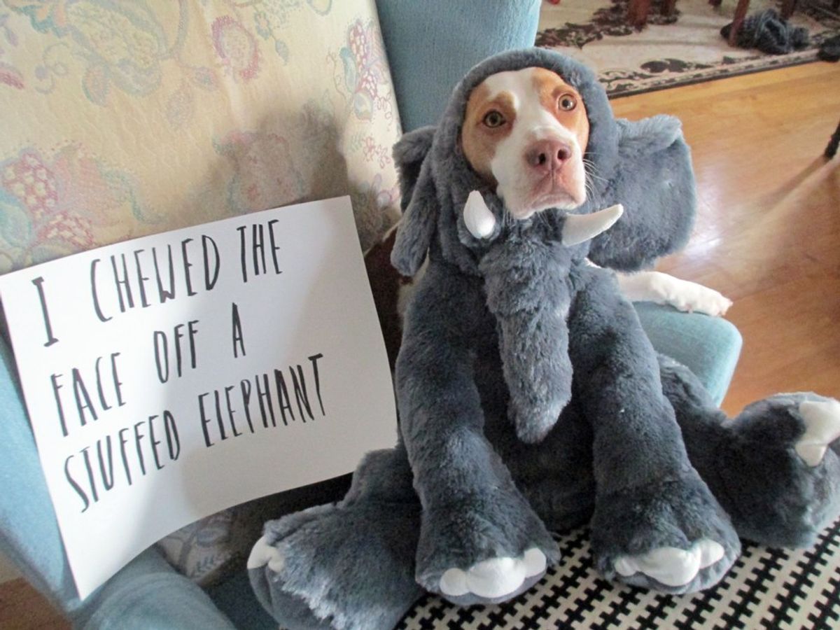 11 Of The Best Dog Shaming Pictures