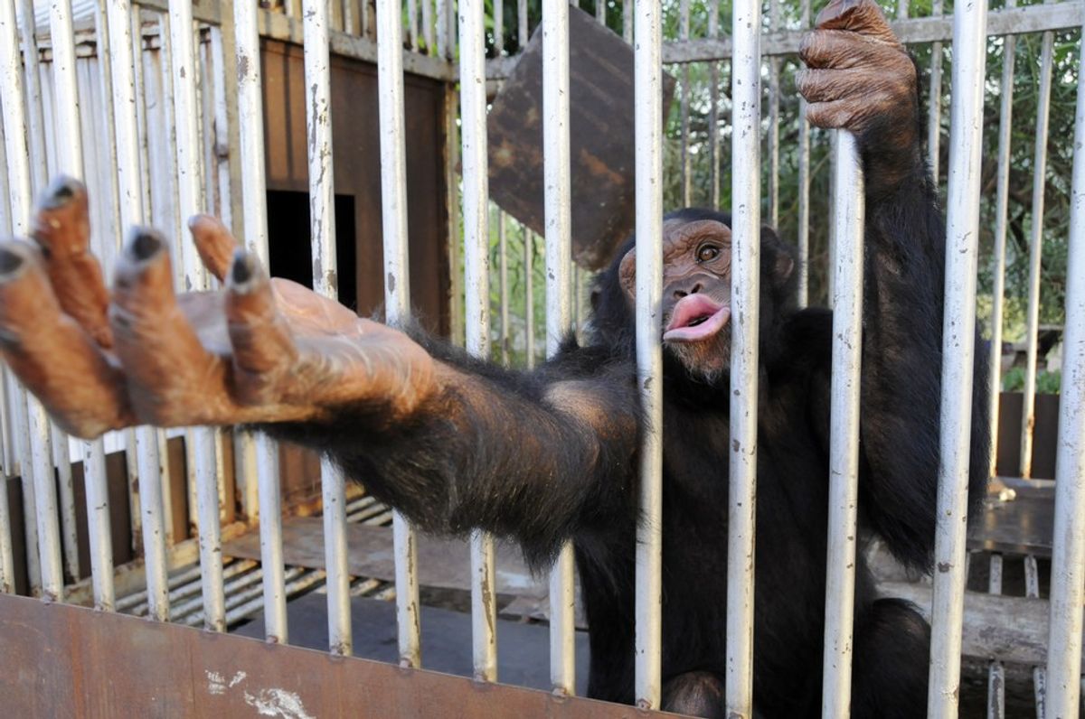 How We're All Innocently Fueling The Illegal Trade Of Exotic Pets