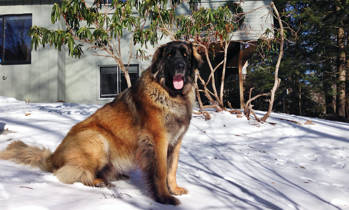 A Sales Pitch For Leonberger Dogs