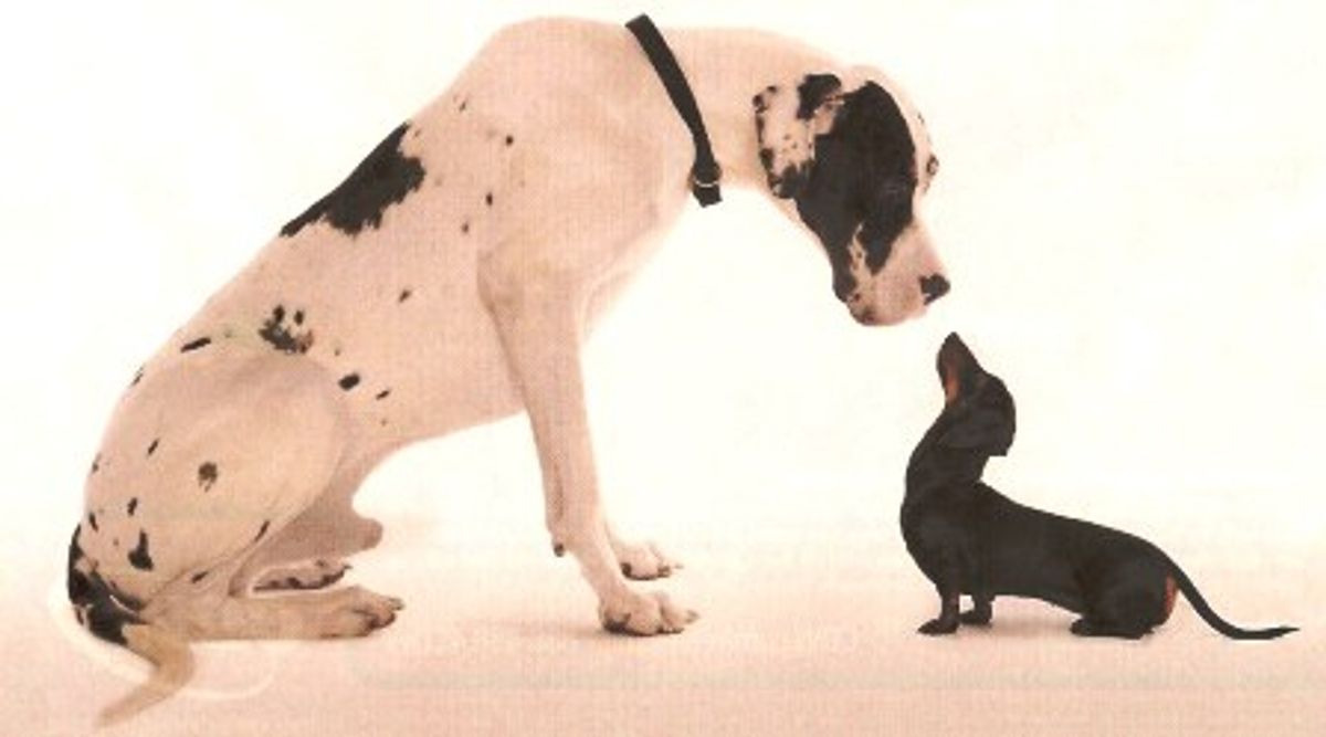 The Differences Between Big Dogs and Small Dogs