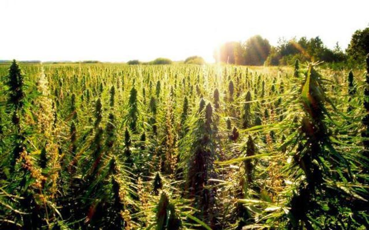 The Benefits Of Legalizing Marijuana
