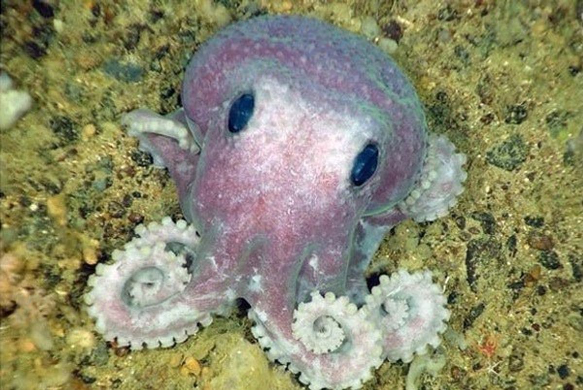 6 Reasons The Octopus Will Be The End Of Humankind