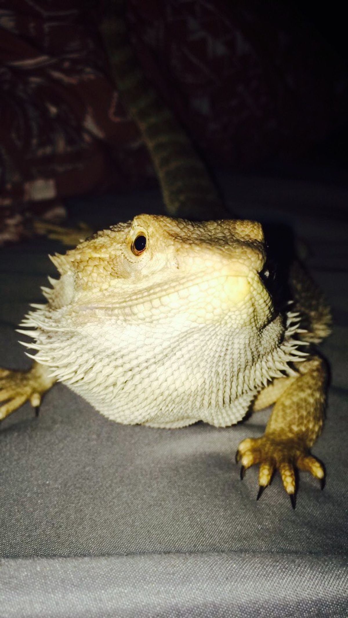 5 Reasons Why A Bearded Dragon Is A Perfect Pet