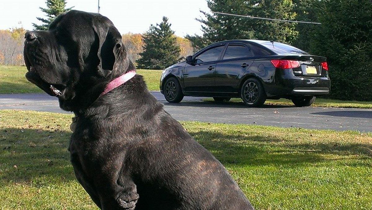 21 Things To Thank Your Dog For