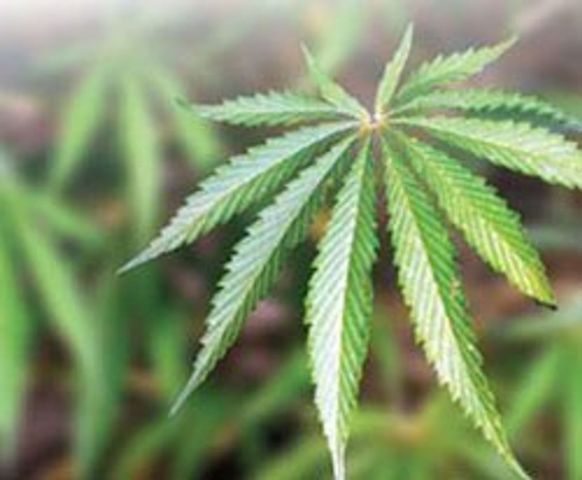 Why We Should Legalize Marijuana