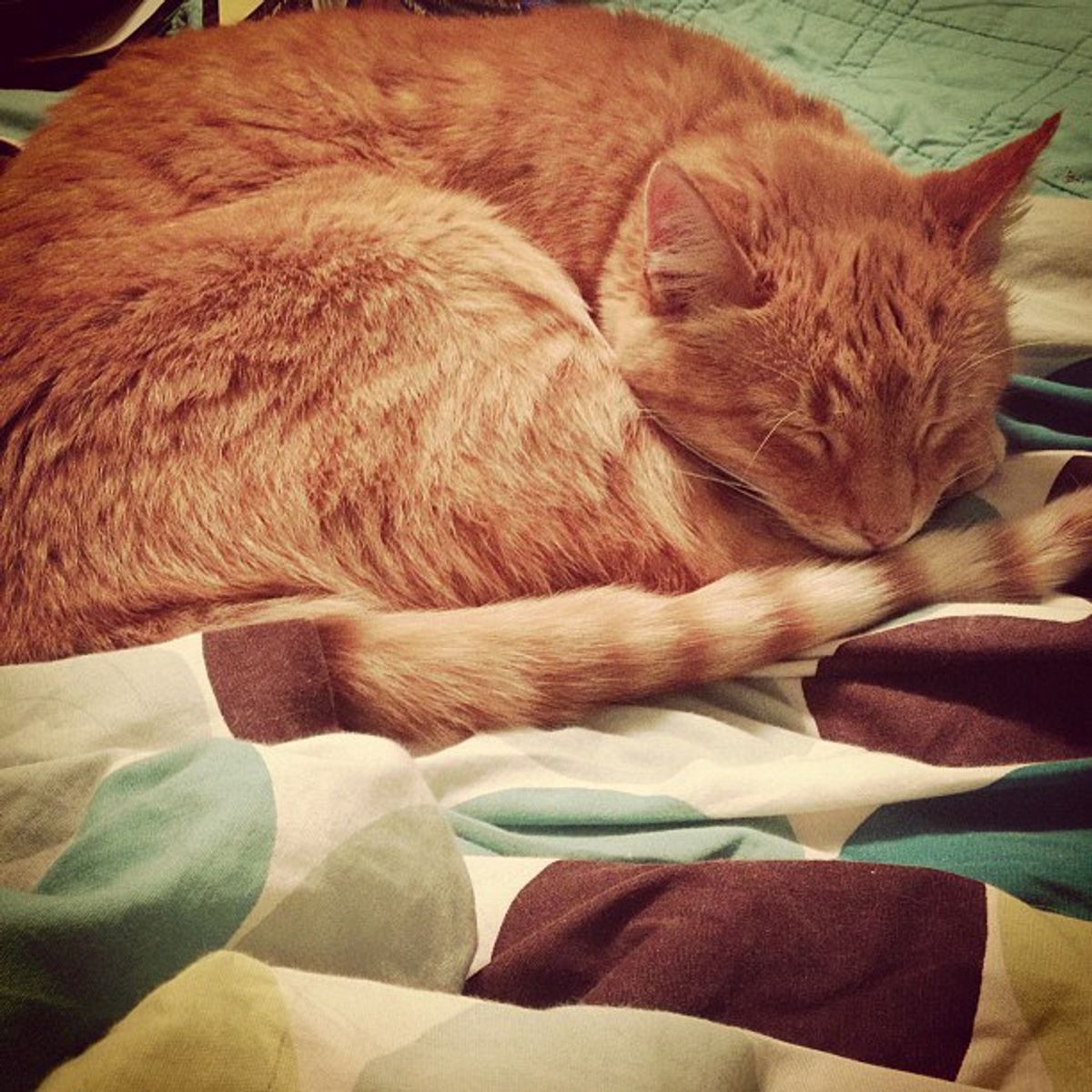 18 Reasons Why Your Cat is Your Best Friend