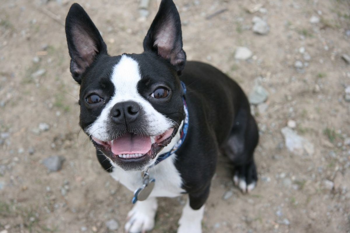 13 Reasons Why You Definitely Don't Want A Boston Terrier