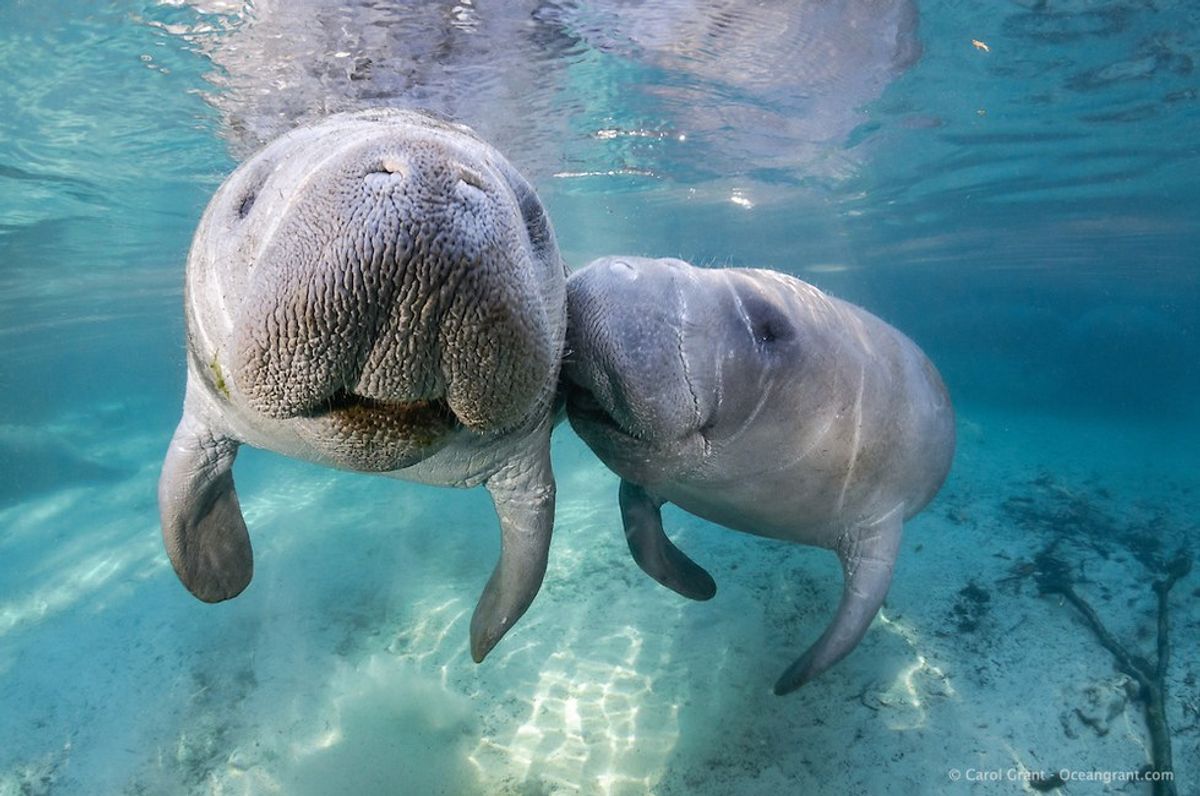 Manatees Are Making A Comeback! | The Odyssey Online