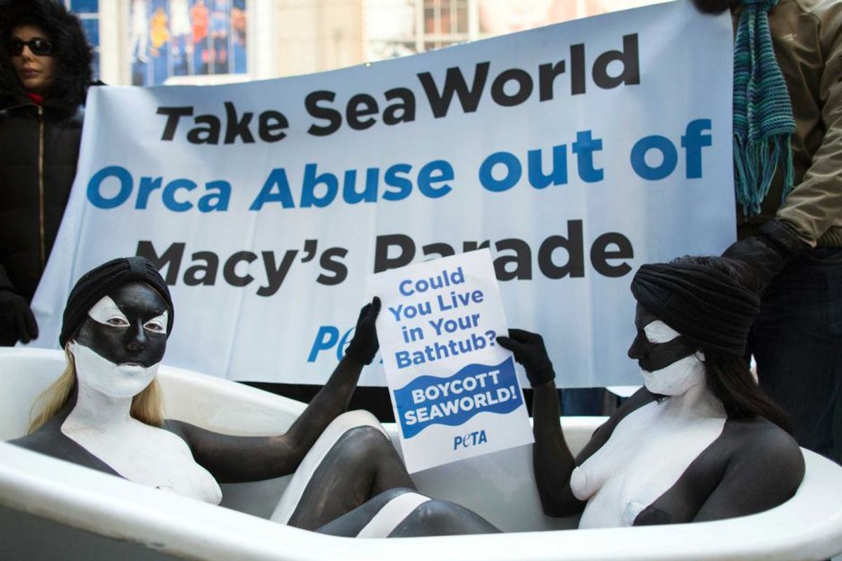 Why SeaWorld Shouldn't Be A World Orcas Live In