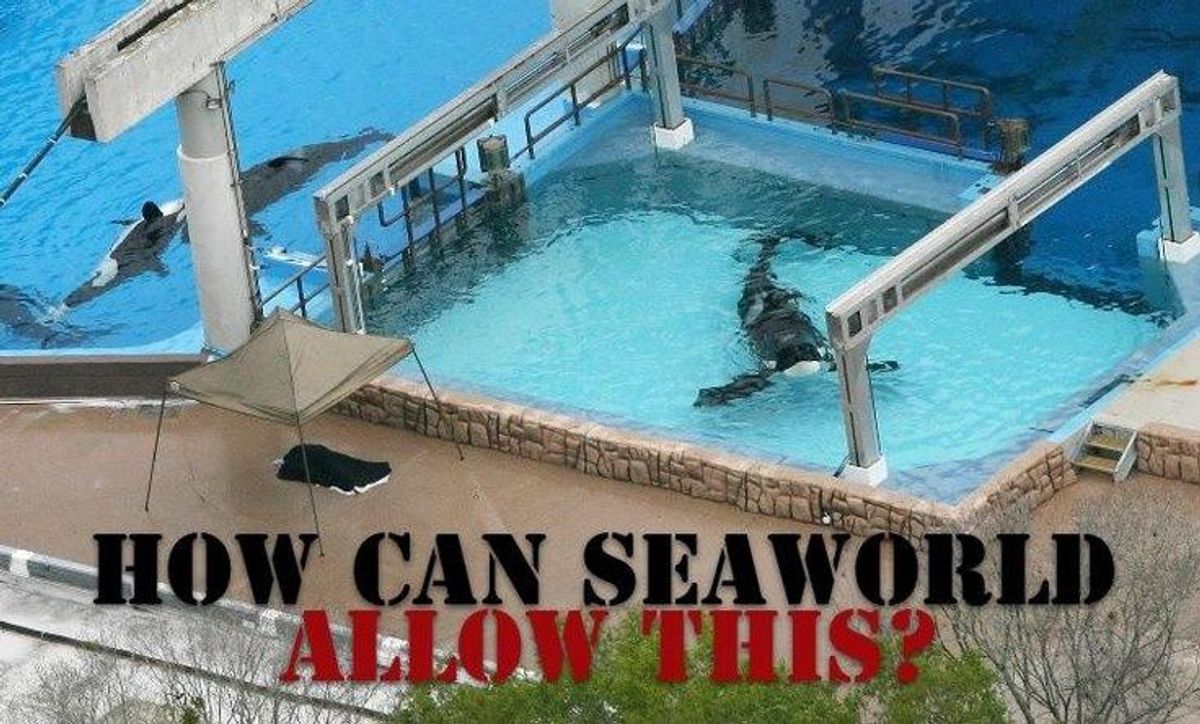 Why I Don't Support SeaWorld