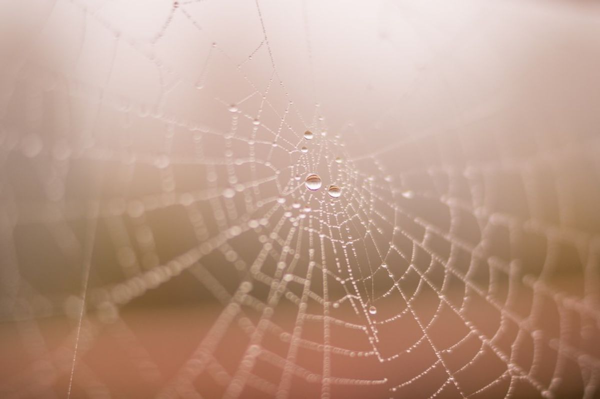 A Open Letter to A Spider From My Past