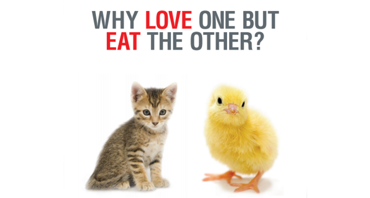 Are You A Meat-Eating Animal-Lover?
