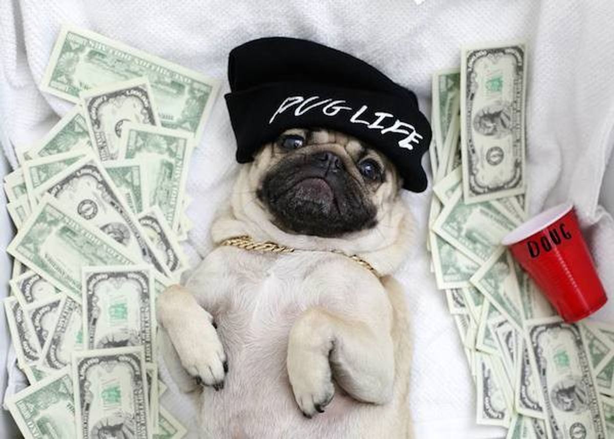 10 Stages Of The Sophomore Slump As Told By Doug The Pug