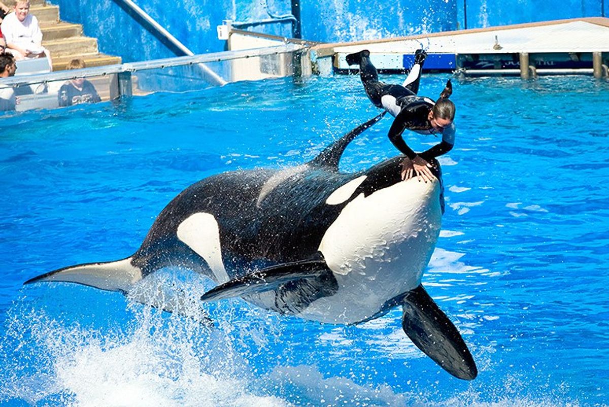 A SeaWorld Goer's Response To Stopping Orca Breeding