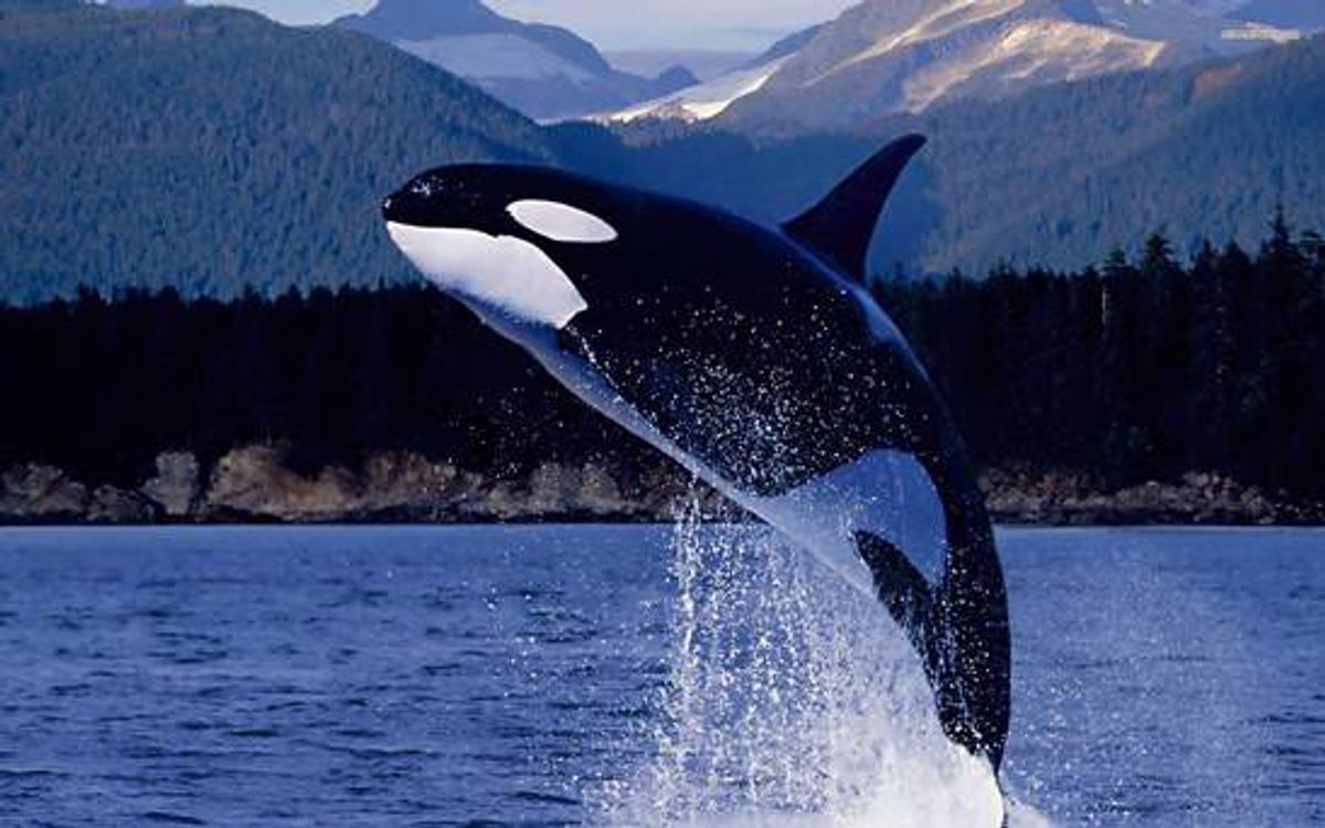 News From SeaWorld: The Morality Of Capturing Wild Animals