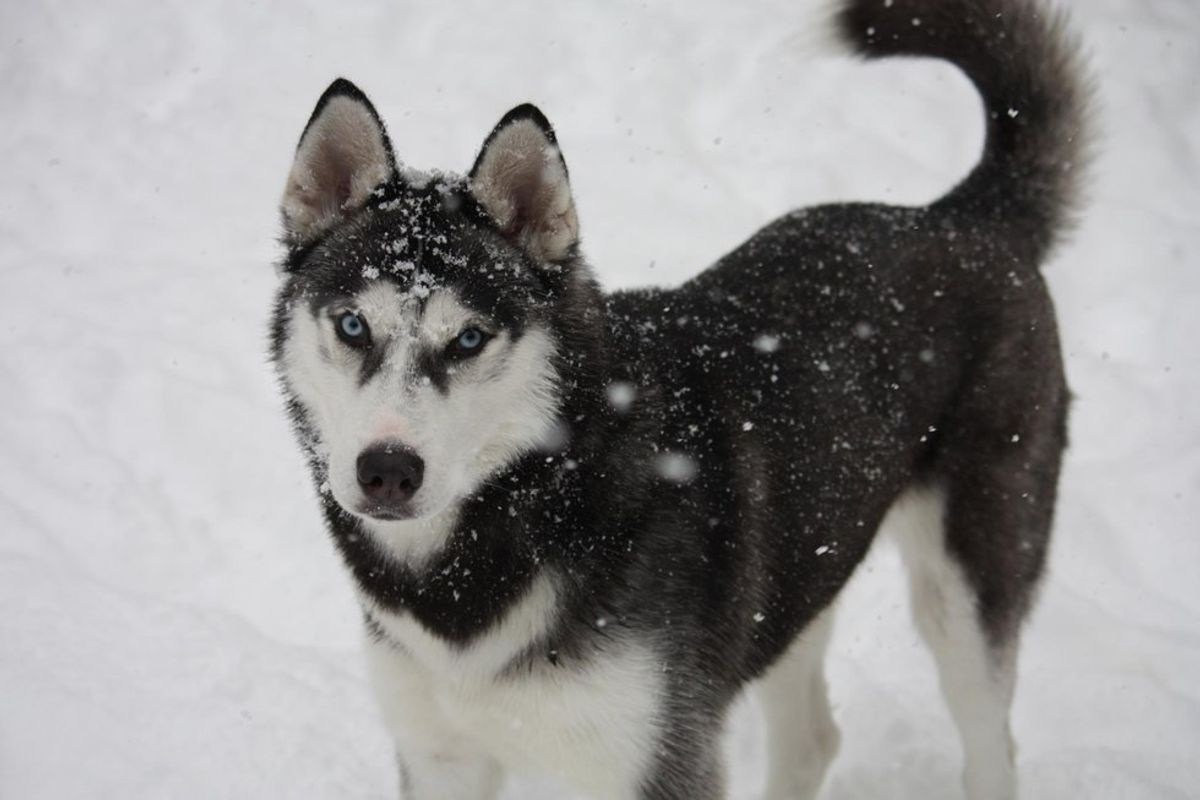 10 Reasons Siberian Huskies Are The Best Dogs
