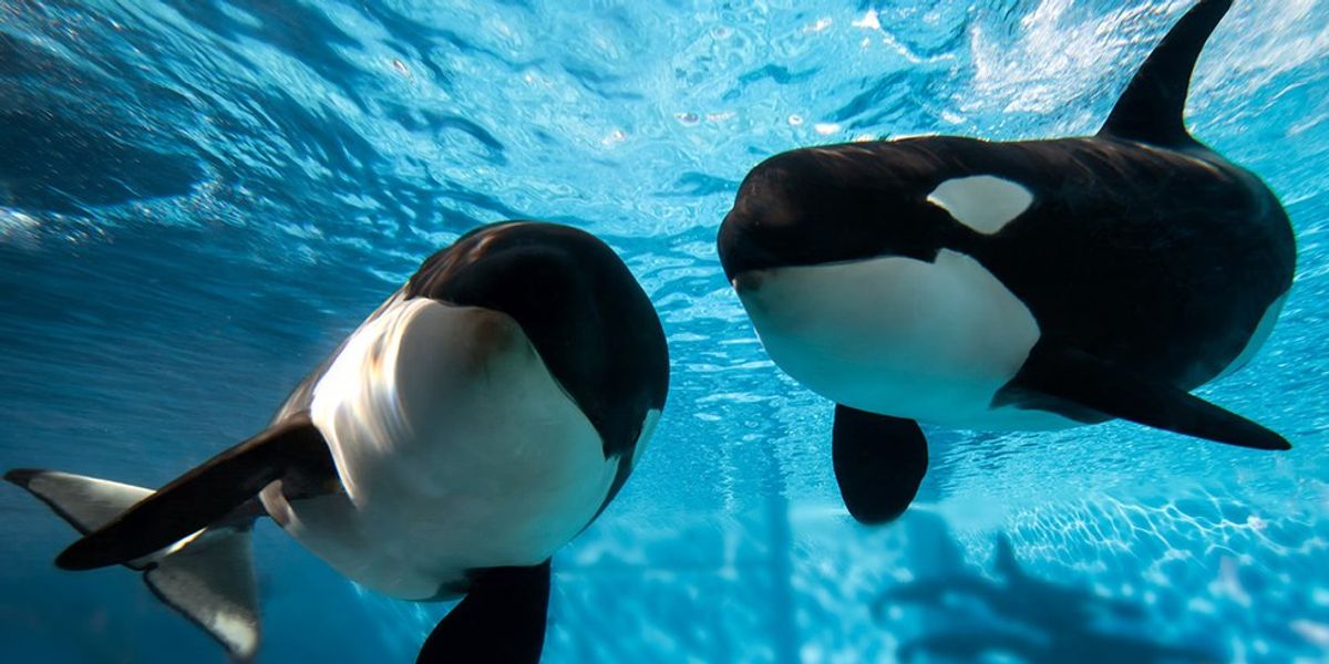 SeaWorld Releases Big Changes