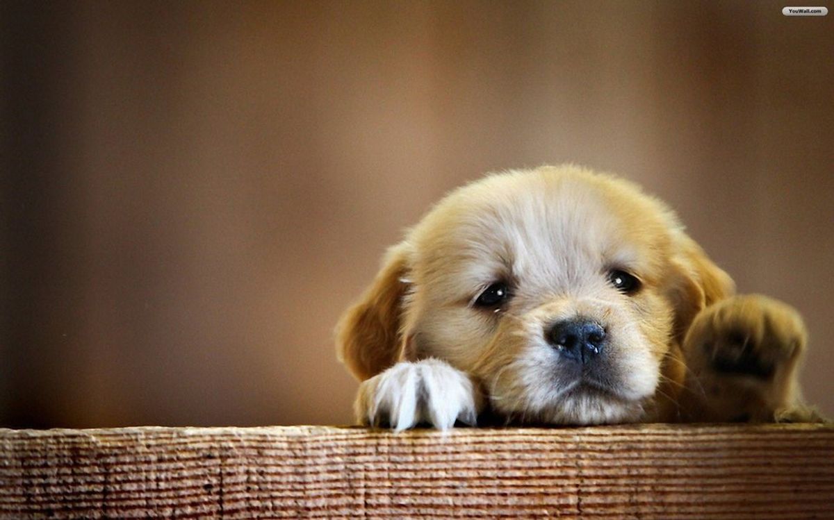 20 Puppies Who Will Steal Your Heart