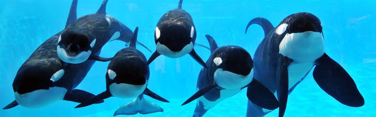 A New Future for Orcas at SeaWorld