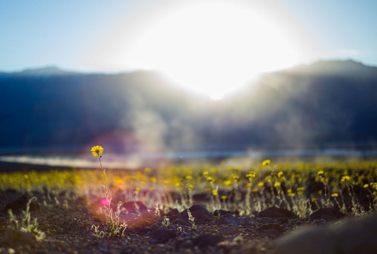 Resilience In Death Valley: The Wildflower Superbloom