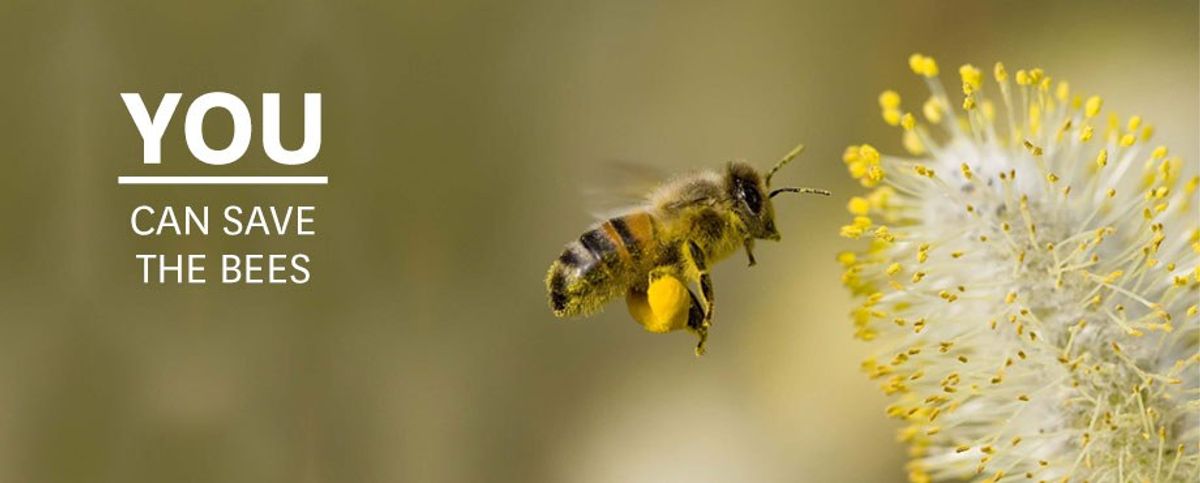 4 Ways You Can Save The Bees