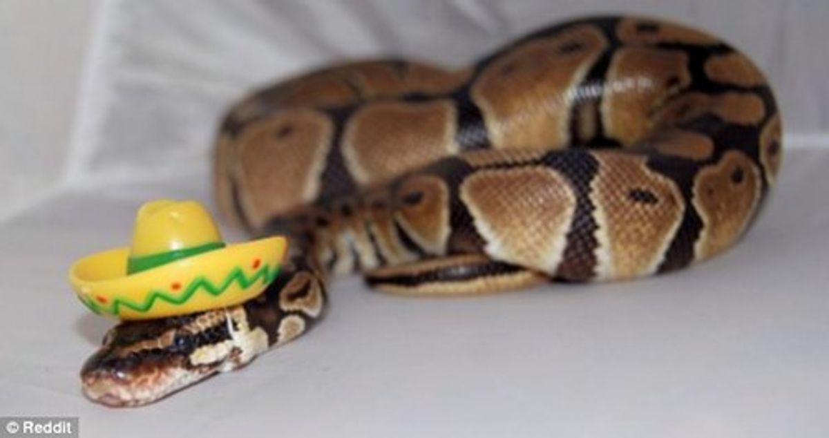 11 Lesser-Known Reasons Why Snakes Make Great Pets
