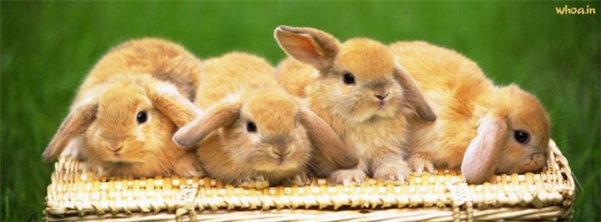 8 Reasons Bunnies Make The Best Pets