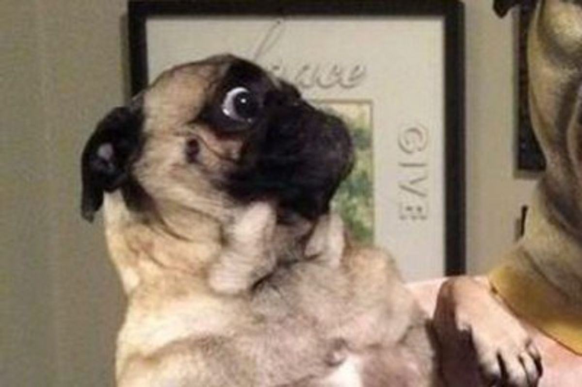 5 Pugs That Are Scared A Trump Presidency Will Come To Pass