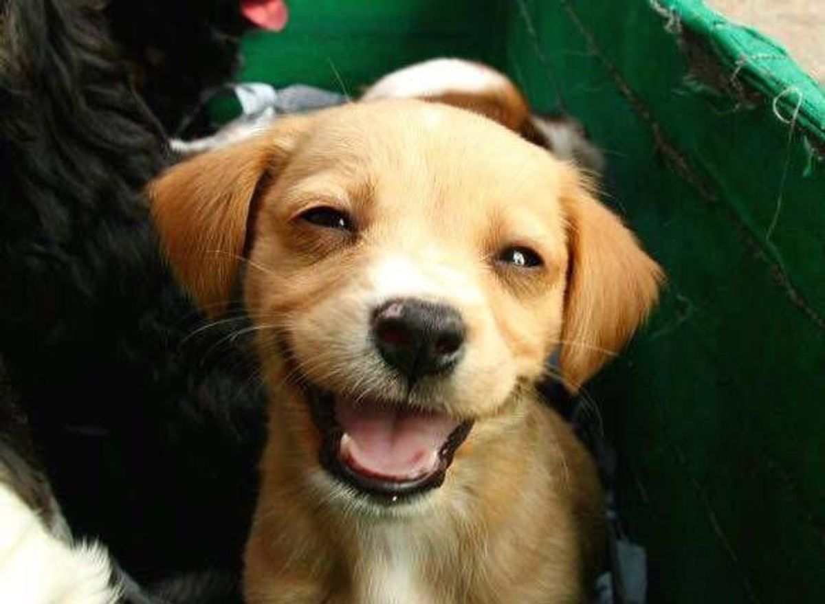 13 Adorable Puppies To Brighten Anyone's Day