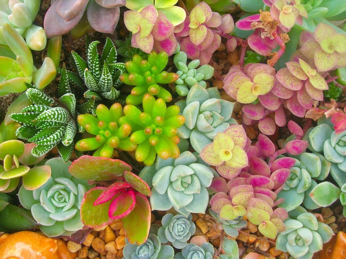 Succulents: The Holy Grail Of All Plants