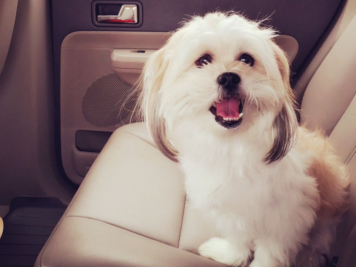 ​Why Buying A Dog Is The Best Decision Your Family Can Make