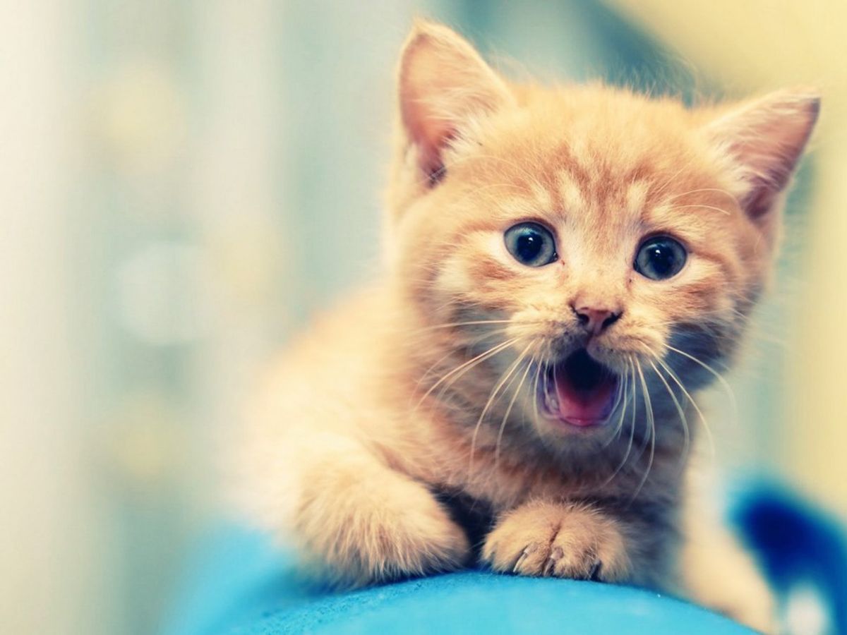 Cat Got Your Tongue: Interpreting Communication Between Cats And Owners