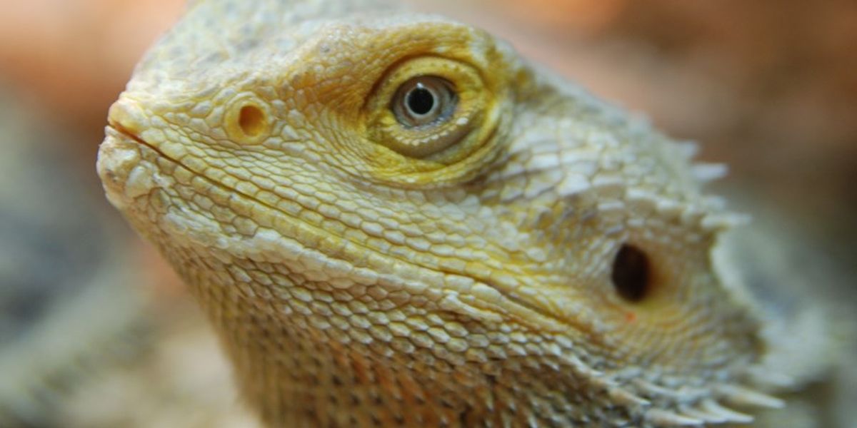 6 Reasons Bearded Dragons Make The Best Pets