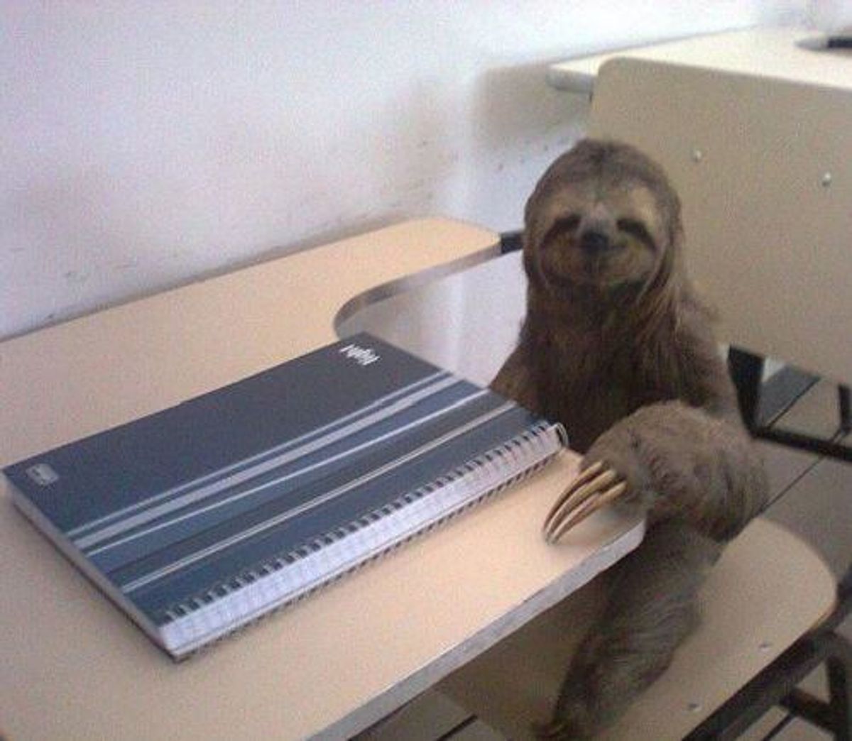 The Stages Of Procrastination As Told By Sloths