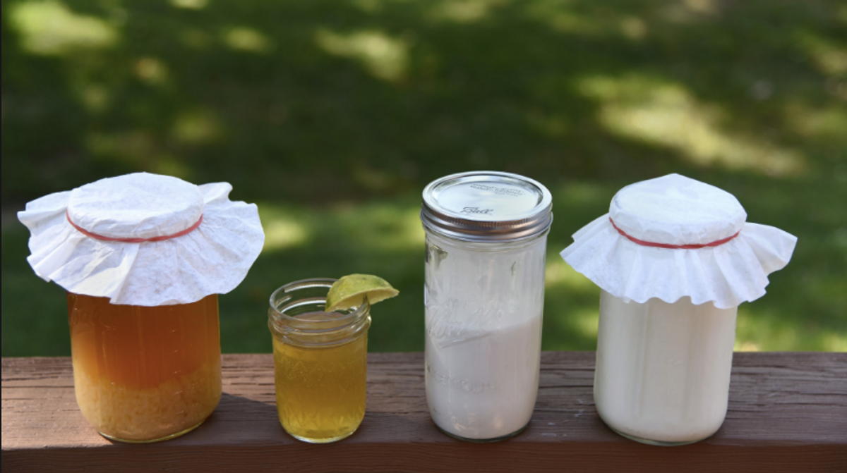 Dorm Room Decadence: How to Make Kefir in Your Dorm, For Totally Free
