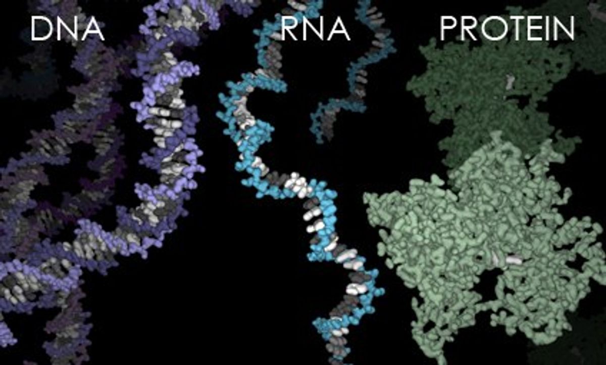 RNA World Theory And Our Biological Past