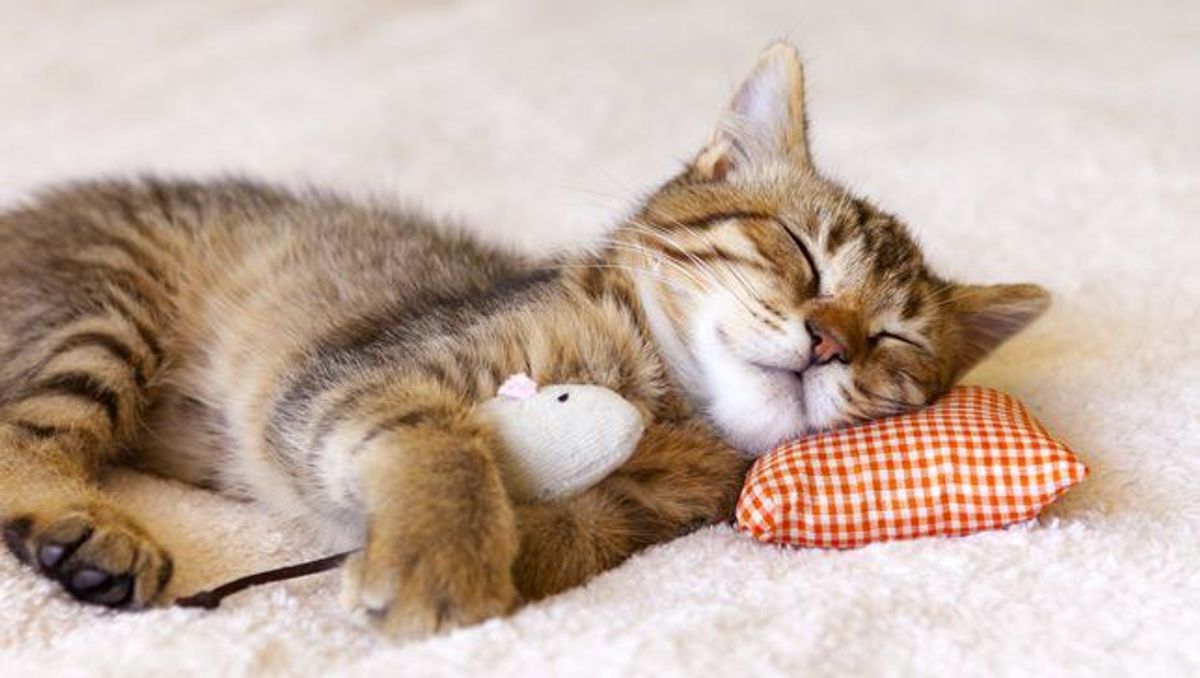 6 Reasons Why You Should Take A Nap Right Now