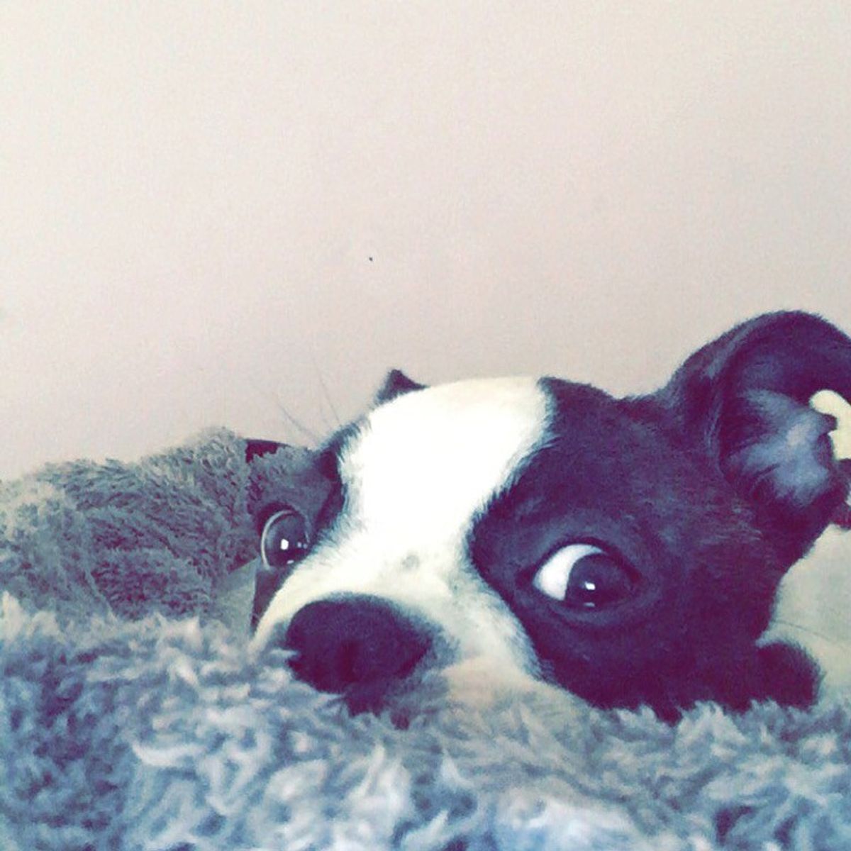 6 Reasons Why Boston Terriers Make The Best Companions
