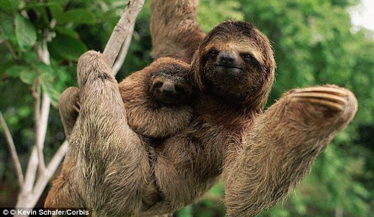 11 Things I'm Sure You Don't Know About Sloths