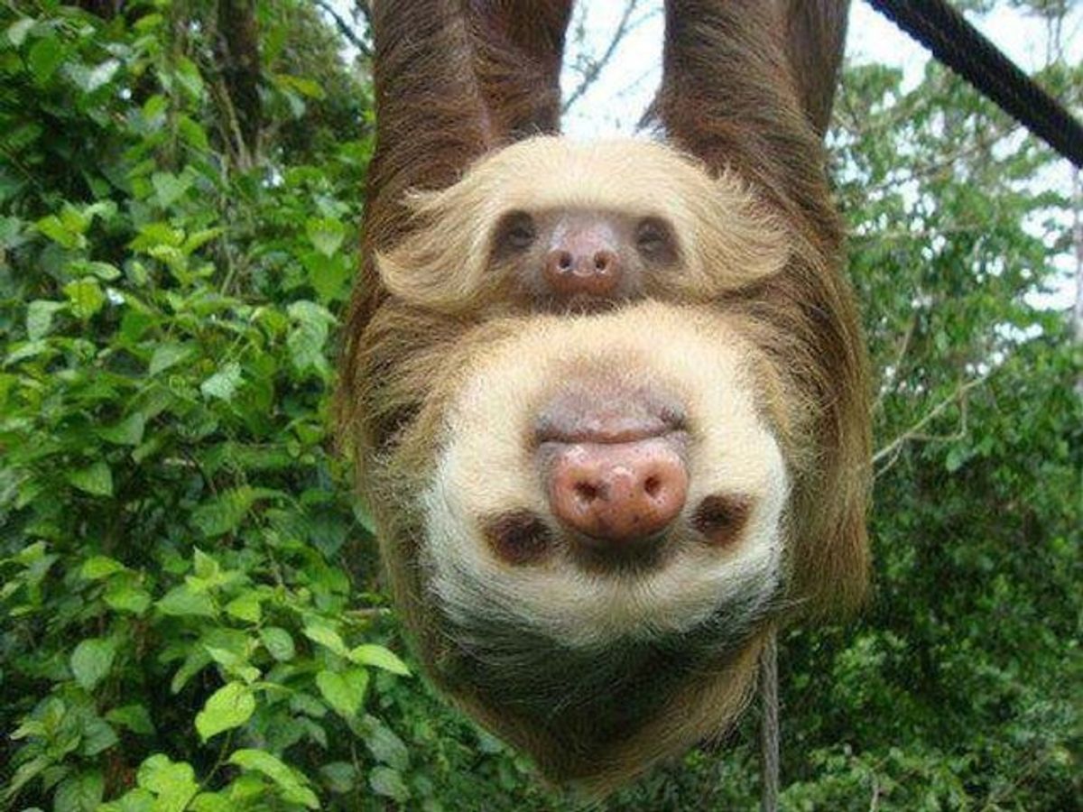 5 Crazy Facts About Sloths