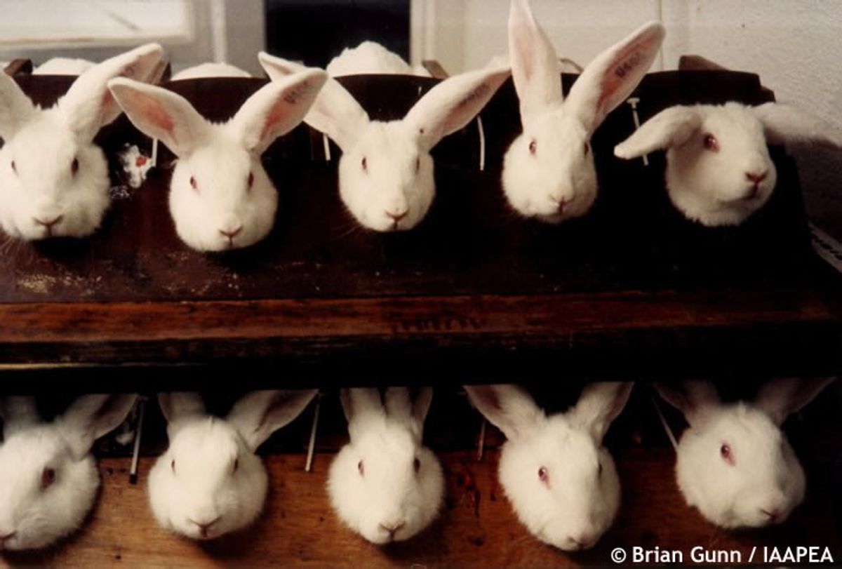 Why Has The U.S. Not Banned Cosmetic Animal Testing?