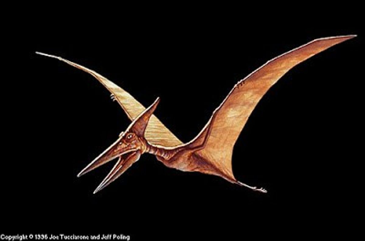 Pterodactyls Are Not Real
